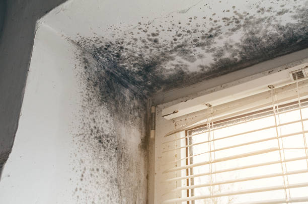Affordable Mold Cleanup solutions in Bridgeport, NY
